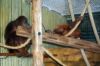 Blog-Thema-Tiere-Zoo-Dresden-2012-120108-DSC_0213.jpg